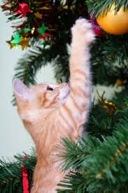 cat and xmas tree 4